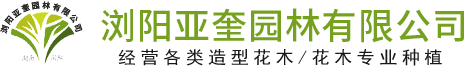 瀏陽(yáng)亞奎園林有限公司_瀏陽(yáng)紅花繼木和羅漢松|瀏陽(yáng)小葉女貞和榆樹|欏木石楠和桂花哪里的好