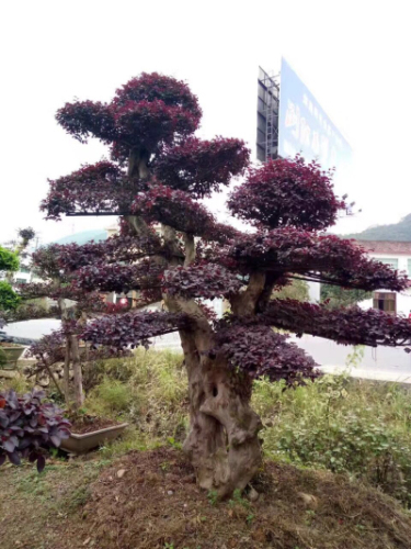 造型繼木樁