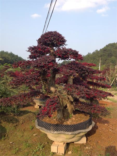 紅繼木盆景