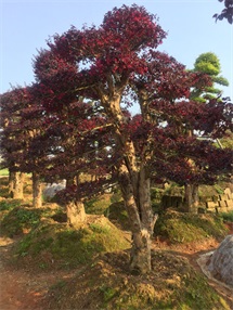 紅繼木